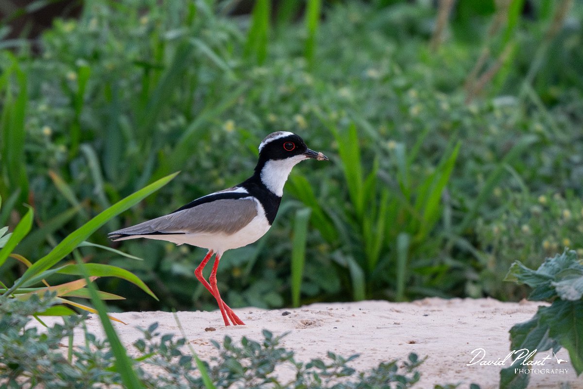 DPPhotography - Pantanal - Pied plover - F.jpg - Pied plover - Rio São Lourenço, Pantanal, Brazil