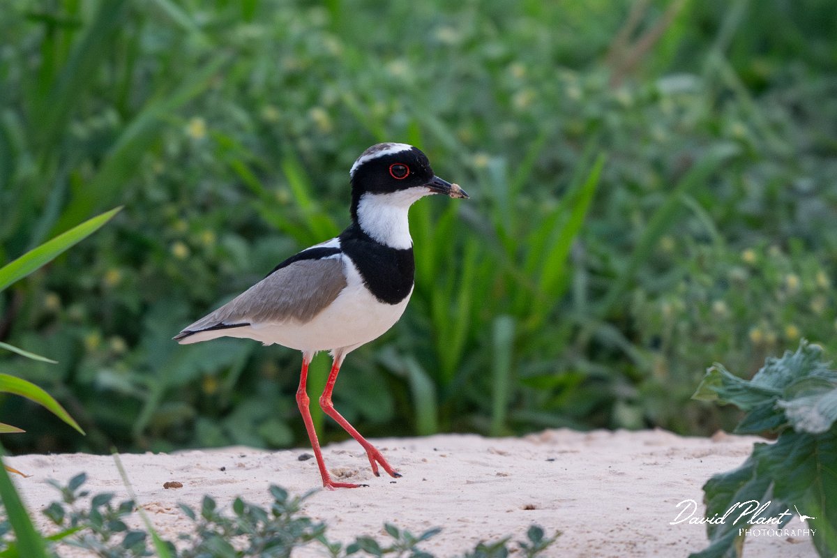 DPPhotography - Pantanal - Pied plover - G.jpg - Pied plover - Rio São Lourenço, Pantanal, Brazil