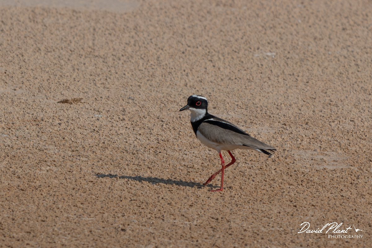 DPPhotography - Pantanal - Pied plover - I.jpg - Pied plover - Rio São Lourenço, Pantanal, Brazil