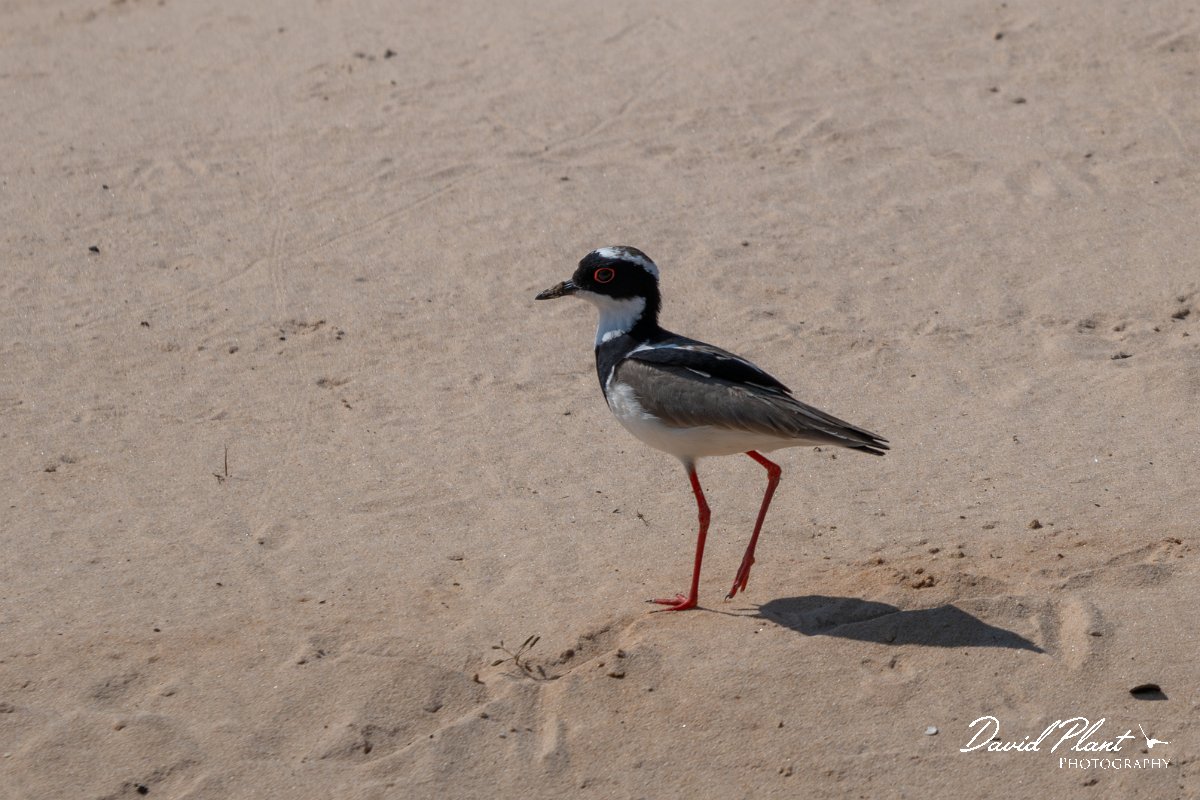 DPPhotography - Pantanal - Pied plover - J.jpg - Pied plover - Rio São Lourenço, Pantanal, Brazil