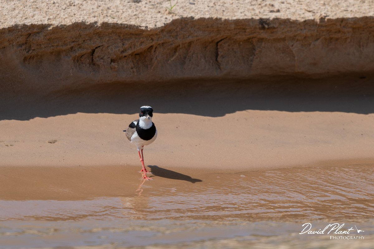 DPPhotography - Pantanal - Pied plover - K.jpg - Pied plover - Rio São Lourenço, Pantanal, Brazil