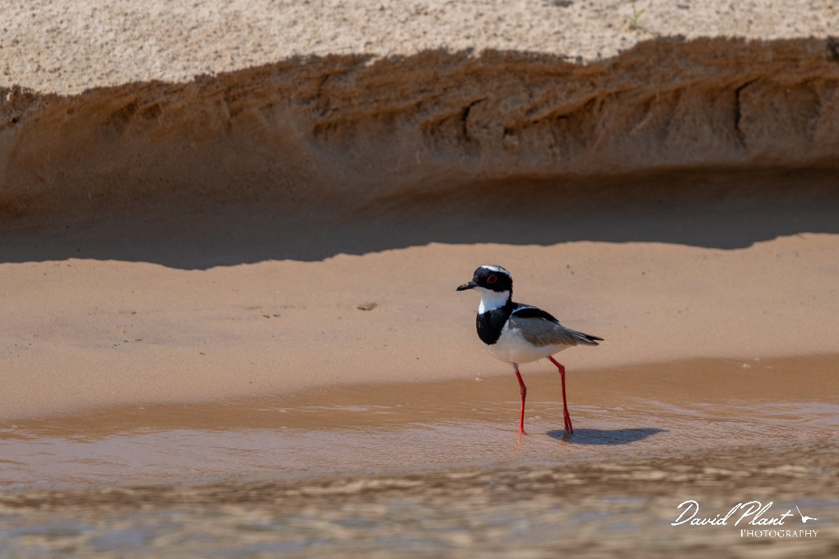 DPPhotography - Pantanal - Pied plover - L.jpg - Pied plover - Rio São Lourenço, Pantanal, Brazil