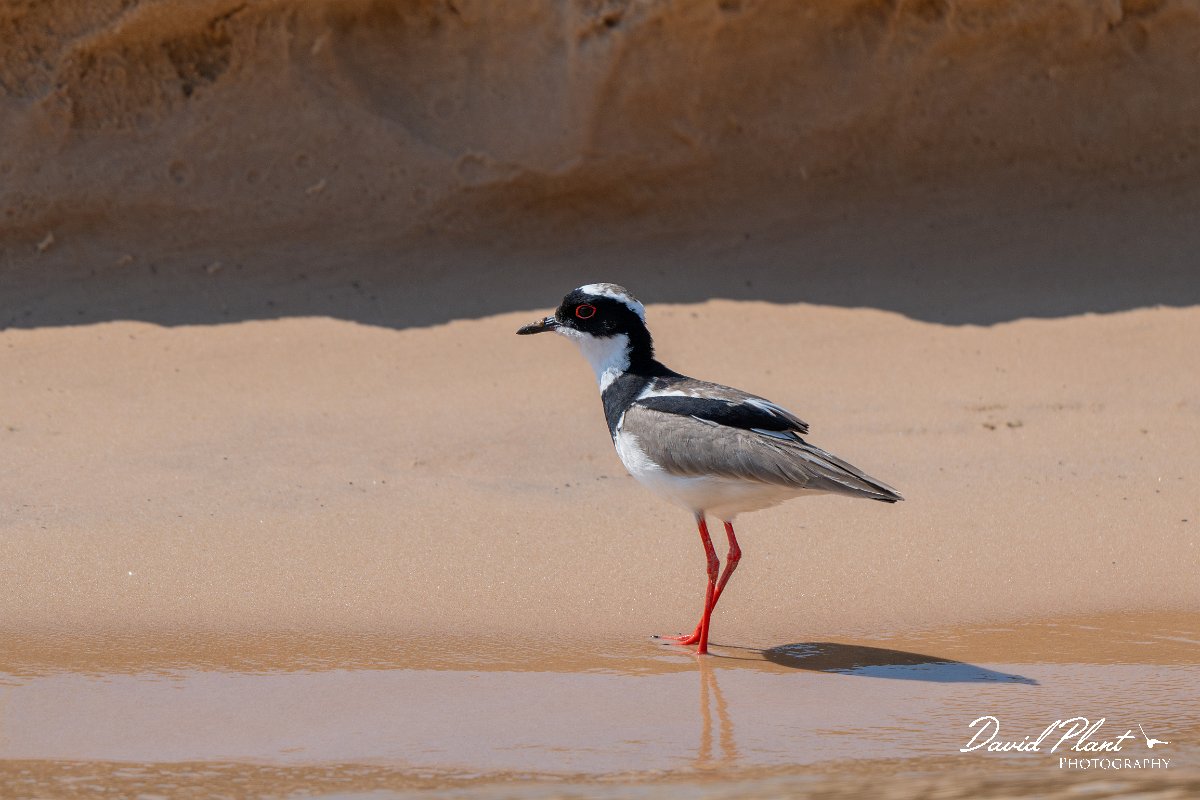DPPhotography - Pantanal - Pied plover - M.jpg - Pied plover - Rio São Lourenço, Pantanal, Brazil