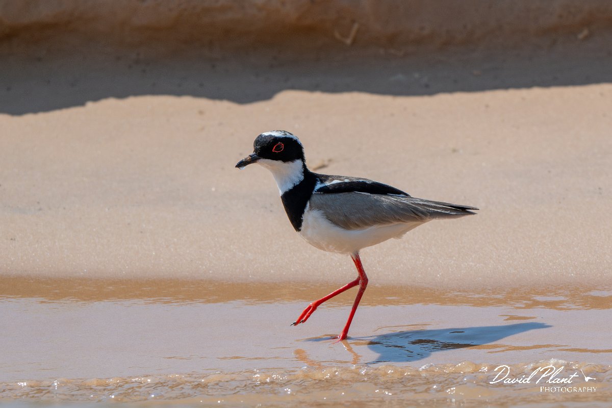 DPPhotography - Pantanal - Pied plover - N.jpg - Pied plover - Rio São Lourenço, Pantanal, Brazil