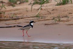 DPPhotography - Pantanal - Pied plover - A
