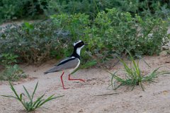 DPPhotography - Pantanal - Pied plover - C