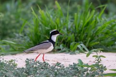 DPPhotography - Pantanal - Pied plover - E