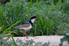 DPPhotography - Pantanal - Pied plover - F