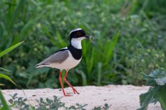 DPPhotography - Pantanal - Pied plover - G