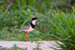 DPPhotography - Pantanal - Pied plover - H