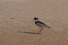 DPPhotography - Pantanal - Pied plover - I