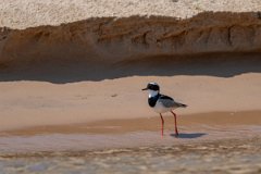 DPPhotography - Pantanal - Pied plover - L
