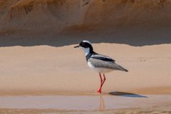 DPPhotography - Pantanal - Pied plover - M