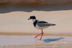 DPPhotography - Pantanal - Pied plover - N