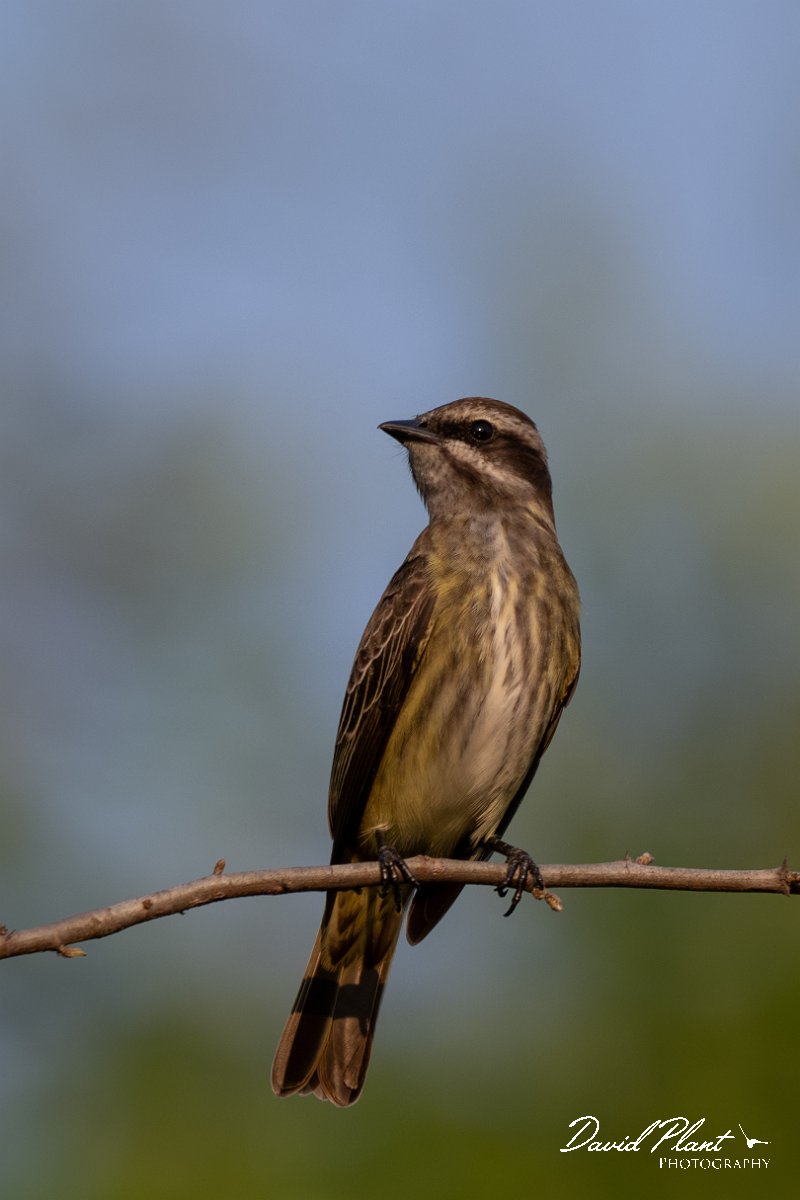 DPPhotography - Pantanal - Piratic flycatcher - A.jpg - Piratic flycatcher - Pantanal, Brazil