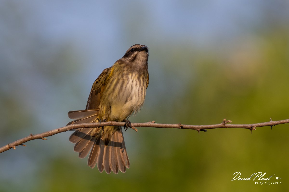 DPPhotography - Pantanal - Piratic flycatcher - B.jpg - Piratic flycatcher - Pantanal, Brazil