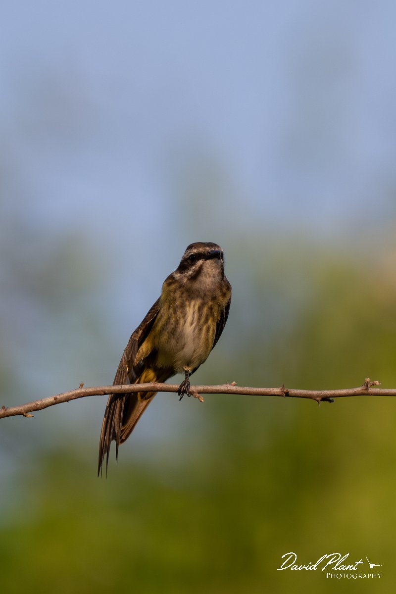 DPPhotography - Pantanal - Piratic flycatcher - C.jpg - Piratic flycatcher - Pantanal, Brazil