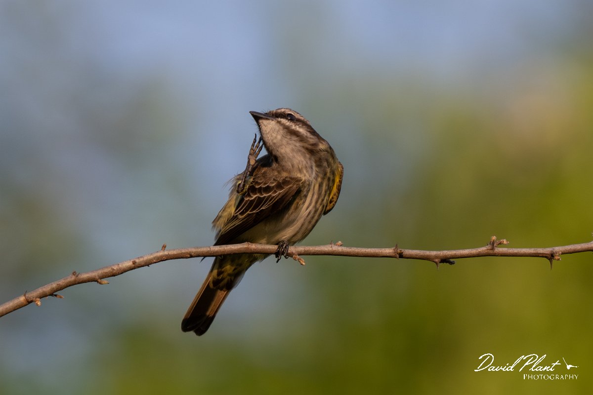 DPPhotography - Pantanal - Piratic flycatcher - D.jpg - Piratic flycatcher - Pantanal, Brazil