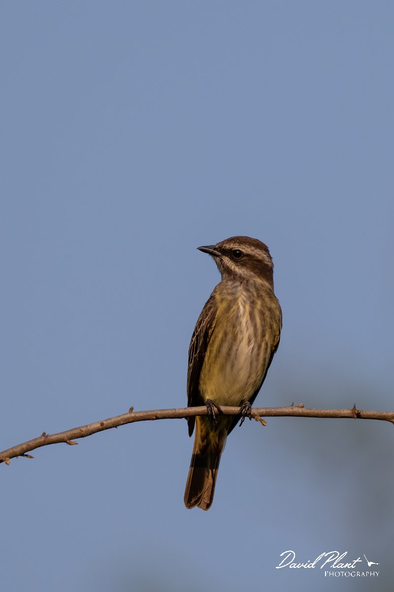 DPPhotography - Pantanal - Piratic flycatcher - E.jpg - Piratic flycatcher - Pantanal, Brazil