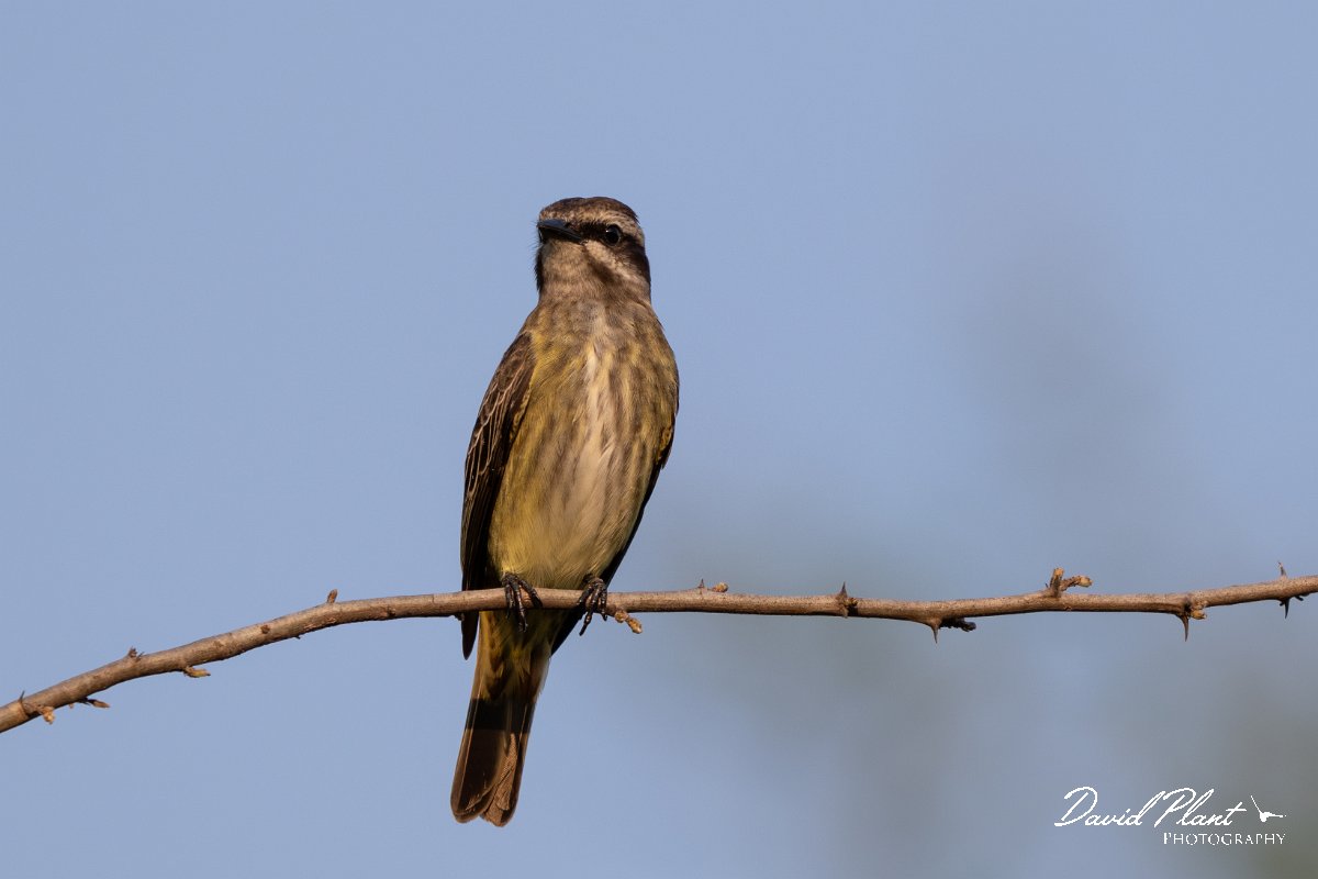 DPPhotography - Pantanal - Piratic flycatcher - F.jpg - Piratic flycatcher - Pantanal, Brazil