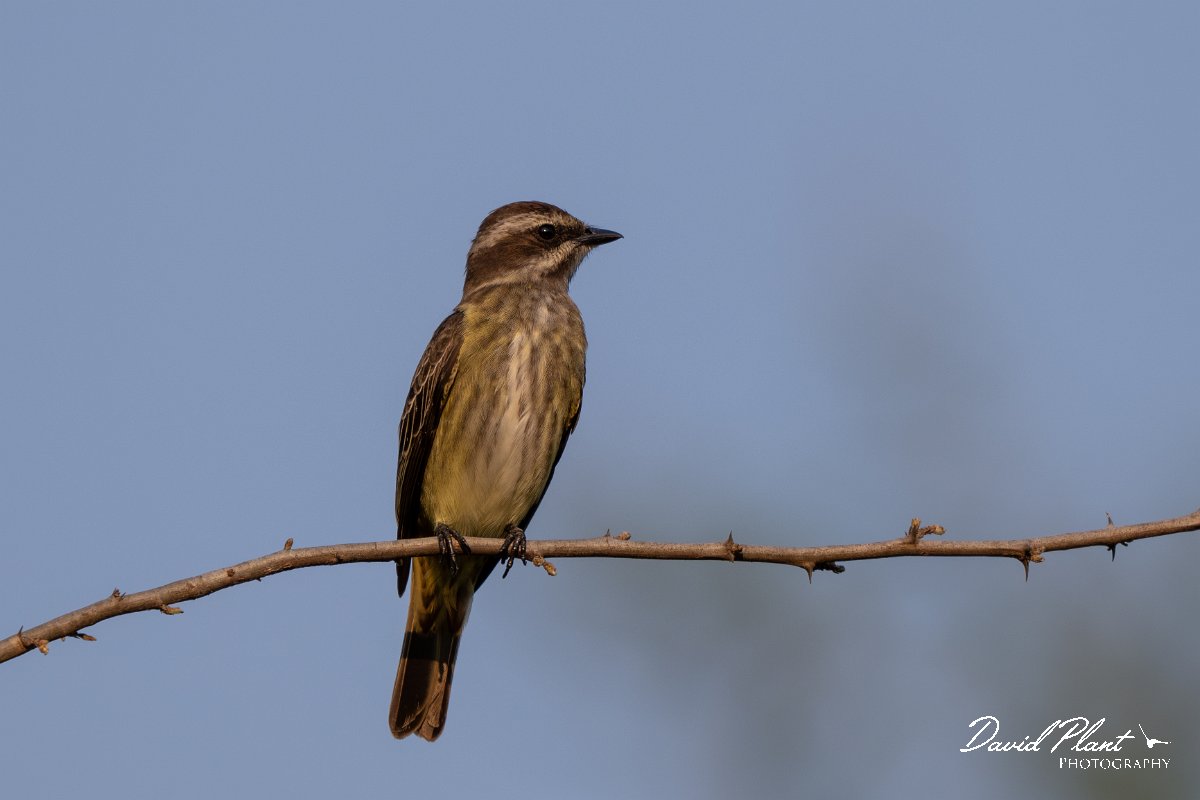 DPPhotography - Pantanal - Piratic flycatcher - G.jpg - Piratic flycatcher - Pantanal, Brazil