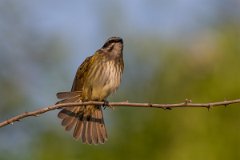 DPPhotography - Pantanal - Piratic flycatcher - B