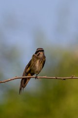 DPPhotography - Pantanal - Piratic flycatcher - C