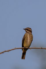 DPPhotography - Pantanal - Piratic flycatcher - E