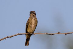 DPPhotography - Pantanal - Piratic flycatcher - F