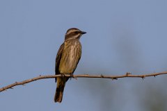 DPPhotography - Pantanal - Piratic flycatcher - G