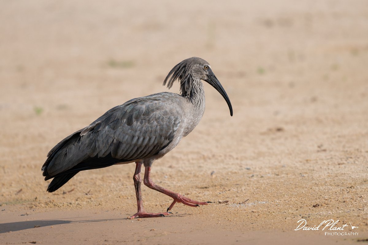 DPPhotography - Pantanal - Plumbeous ibis - A.jpg - Plumbeous ibis - Rio São Lourenço, Pantanal, Brazil