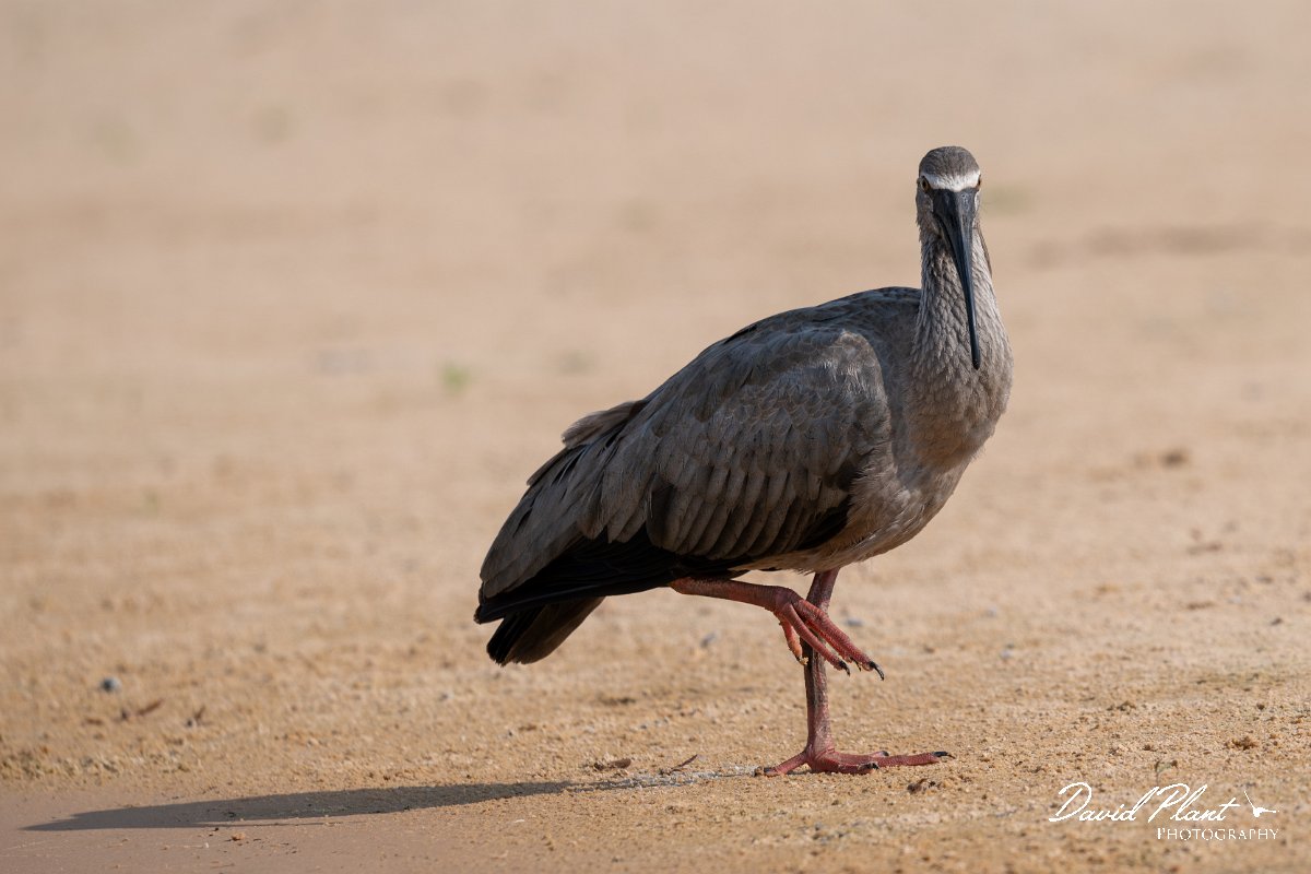 DPPhotography - Pantanal - Plumbeous ibis - B.jpg - Plumbeous ibis - Rio São Lourenço, Pantanal, Brazil