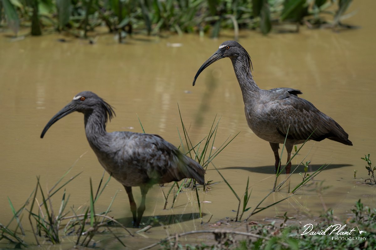 DPPhotography - Pantanal - Plumbeous ibis - D.jpg - Plumbeous ibis - Pantanal, Brazil