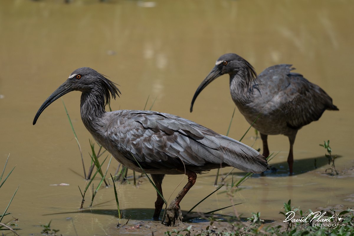 DPPhotography - Pantanal - Plumbeous ibis - F.jpg - Plumbeous ibis - Pantanal, Brazil