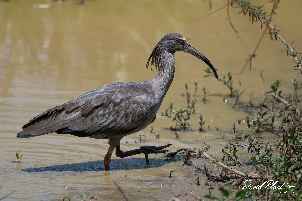 DPPhotography - Pantanal - Plumbeous ibis - H.jpg - Plumbeous ibis - Pantanal, Brazil