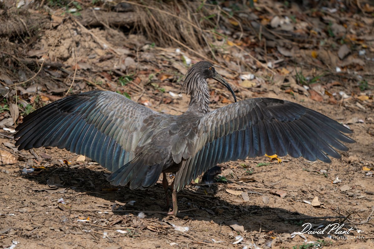 DPPhotography - Pantanal - Plumbeous ibis - I.jpg
