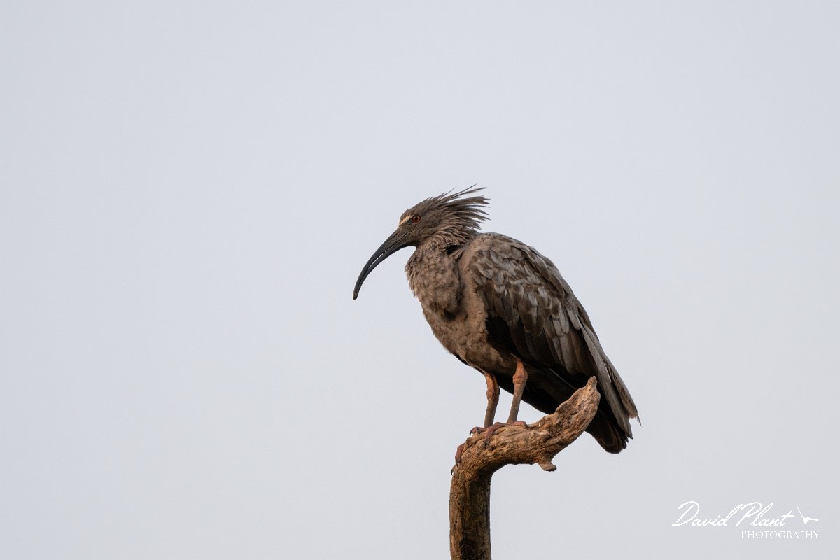 DPPhotography - Pantanal - Plumbeous ibis - J.jpg - Plumbeous ibis - Pantanal, Brazil