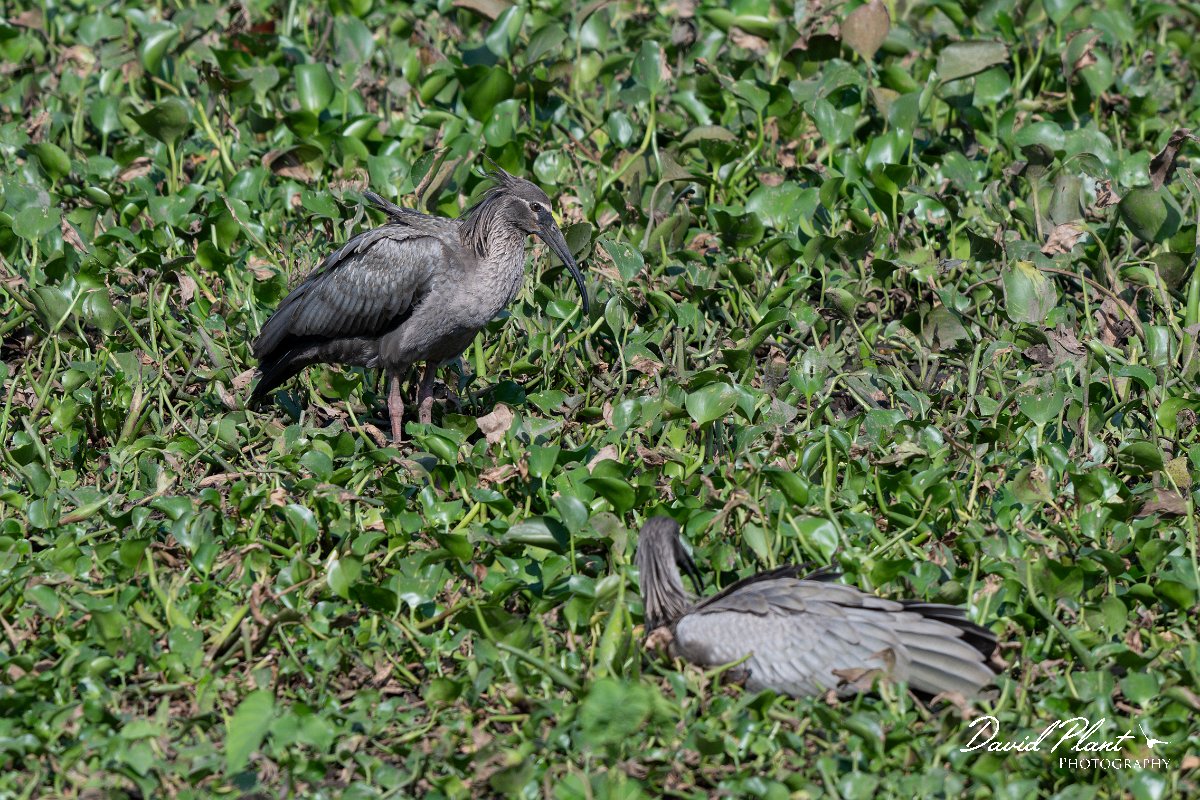 DPPhotography - Pantanal - Plumbeous ibis - K.jpg - Plumbeous ibis - Transpantaneira, Brazil