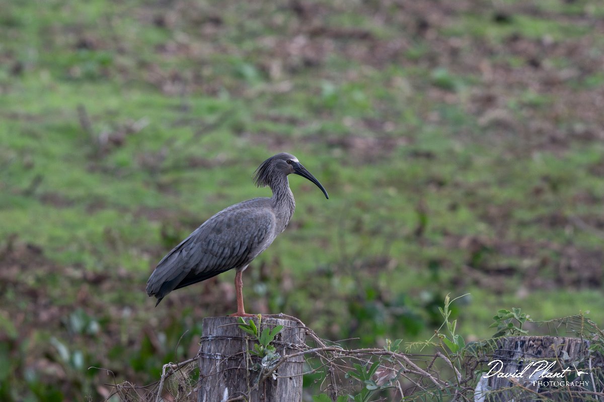 DPPhotography - Pantanal - Plumbeous ibis - L.jpg - Plumbeous ibis - Transpantaneira, Brazil