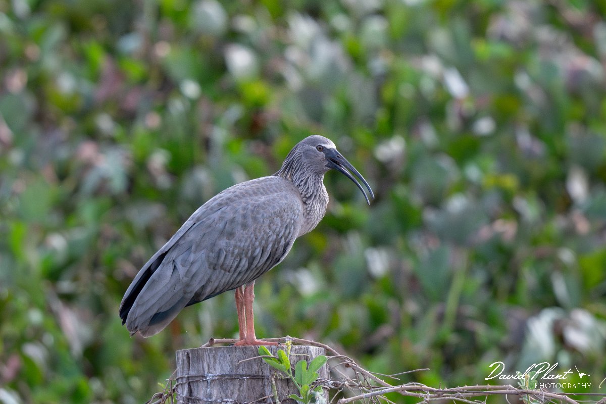 DPPhotography - Pantanal - Plumbeous ibis - M.jpg - Plumbeous ibis - Transpantaneira, Brazil