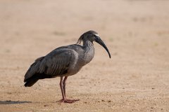 DPPhotography - Pantanal - Plumbeous ibis - C