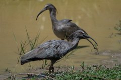 DPPhotography - Pantanal - Plumbeous ibis - E