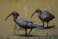 DPPhotography - Pantanal - Plumbeous ibis - F