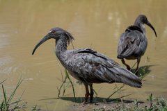 DPPhotography - Pantanal - Plumbeous ibis - G