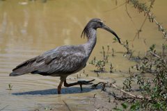 DPPhotography - Pantanal - Plumbeous ibis - H