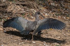 DPPhotography - Pantanal - Plumbeous ibis - I