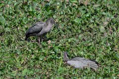 DPPhotography - Pantanal - Plumbeous ibis - K
