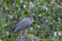 DPPhotography - Pantanal - Plumbeous ibis - M
