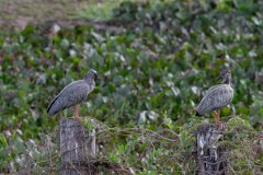 DPPhotography - Pantanal - Plumbeous ibis - N