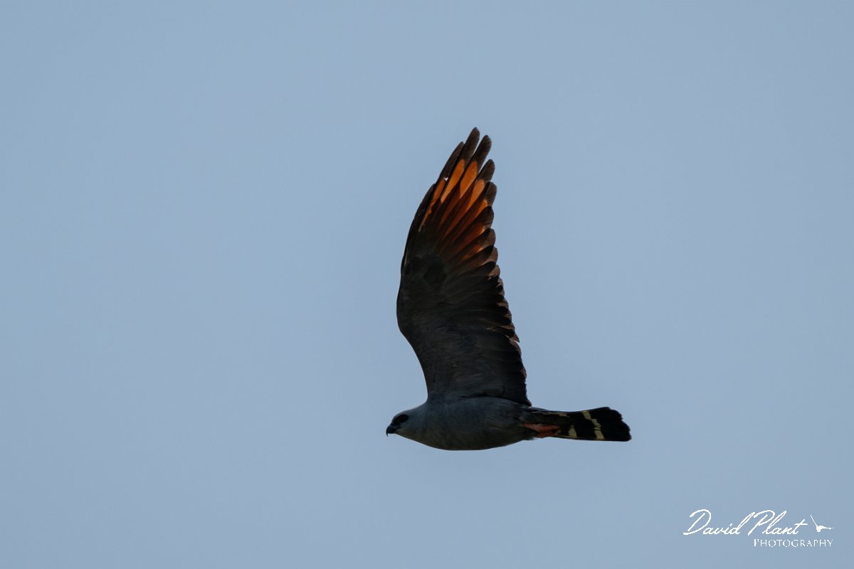 DPPhotography - Pantanal - Plumbeous kite - A.jpg - Plumbeous kite - Pantanal, Brazil